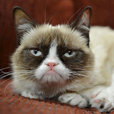 Grumpy Cat
