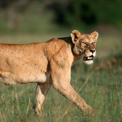 Lioness