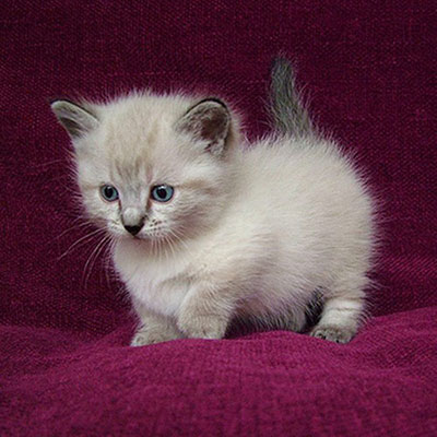 Munchkin