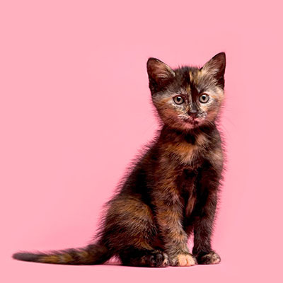  Tortoiseshell 