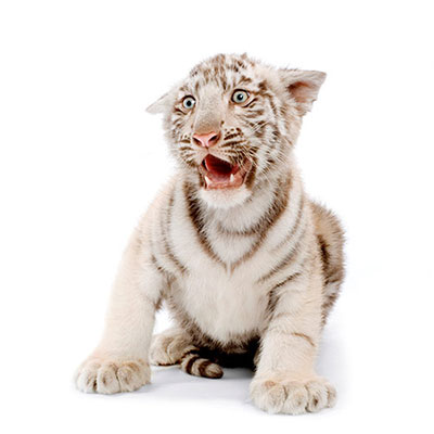 White Tiger