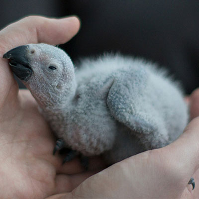 African Grey