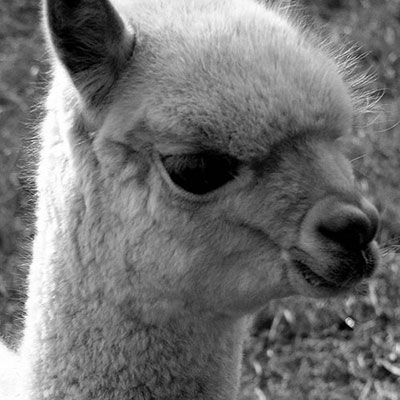 Alpaca