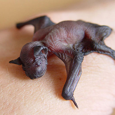 Bat