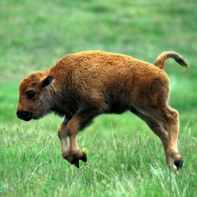  Bison 