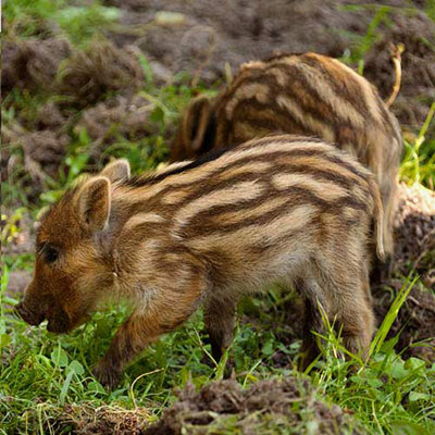  Boar 