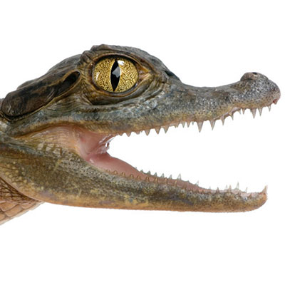  Caiman 