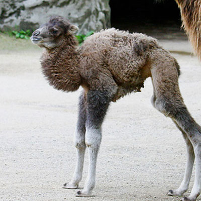 Camel