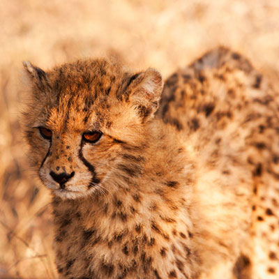 Cheetah