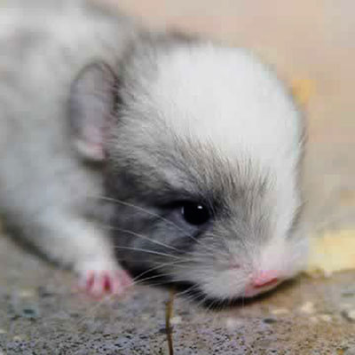 Chinchilla