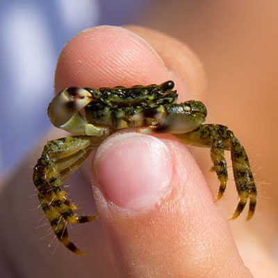 Crab