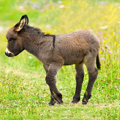 Donkey
