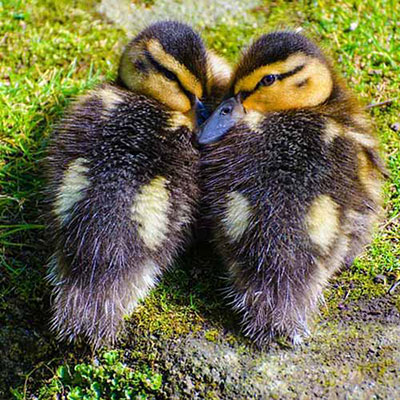  Ducks 