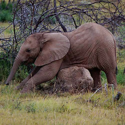  Elephant 