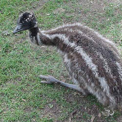  Emu 