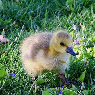 Goose