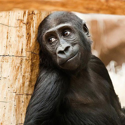 Gorilla