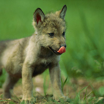 Gray Wolf