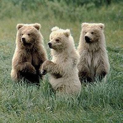 Grizzly Bears
