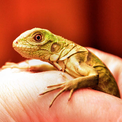 Iguana