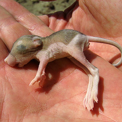 Kangaroo Rat