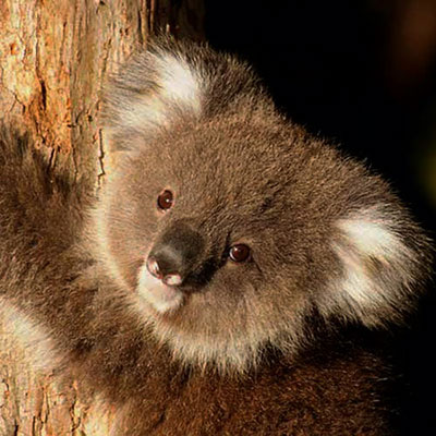 Koala