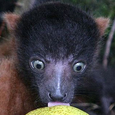 Lemur
