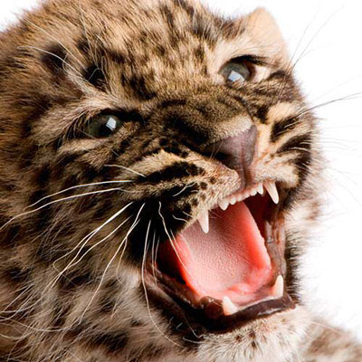 Leopard