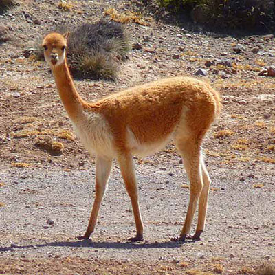  Llama 