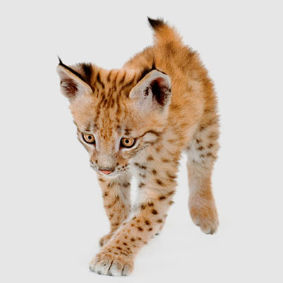  Lynx 