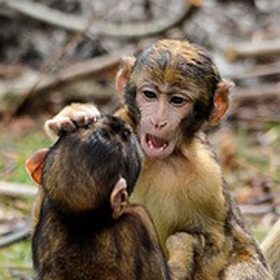 Macaques