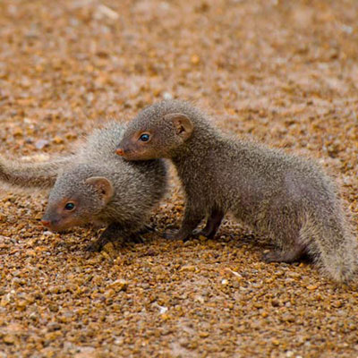  Mongooses 