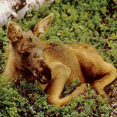 Moose