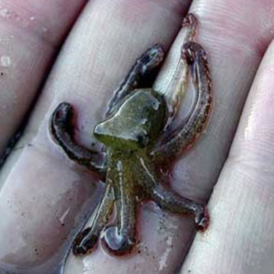 Octopus