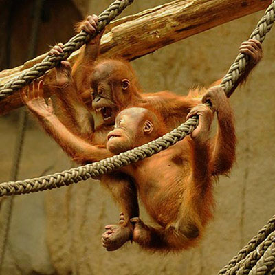 Orangutan