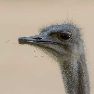  Ostrich 