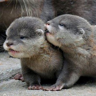 Otters