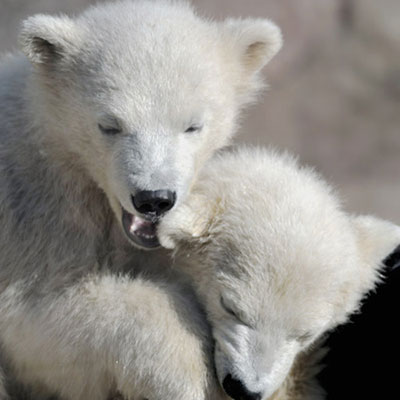 Polar Bears