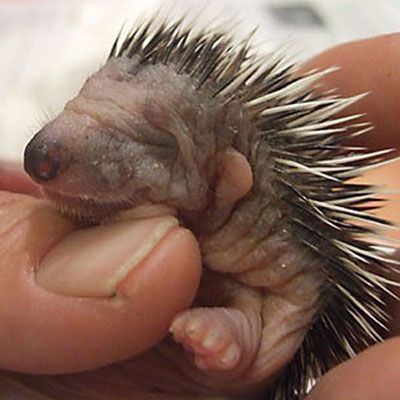 Porcupine