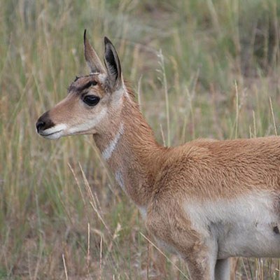 Pronghorn