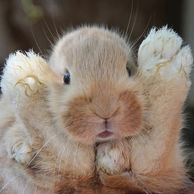 Rabbit