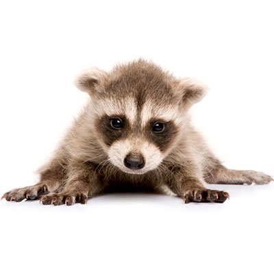 Racoon