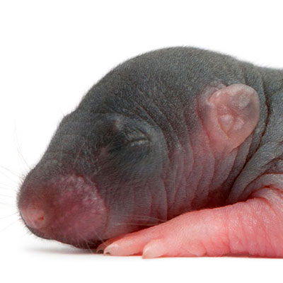 Rat