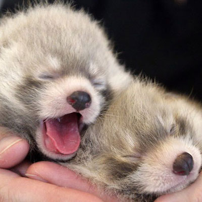  Red Pandas 
