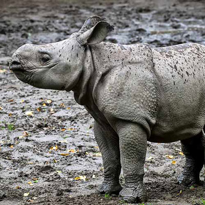  Rhino 
