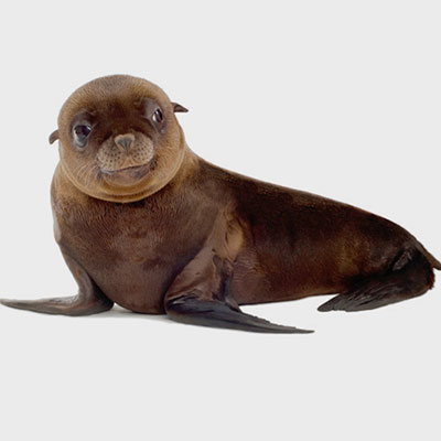  Sea Lion 