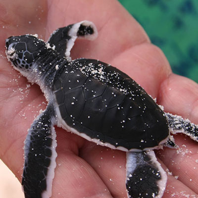 Sea Turtle 