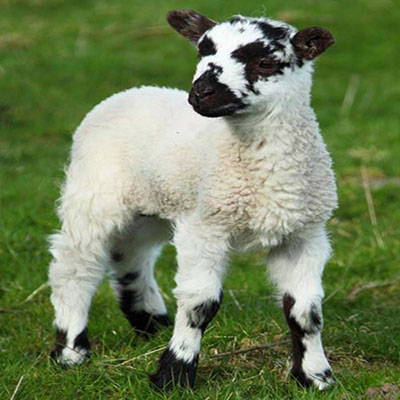  Sheep 