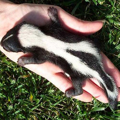  Skunk 