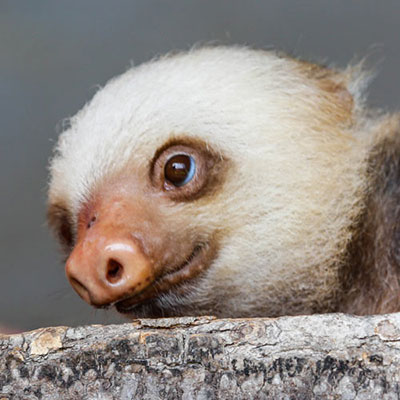 Sloth